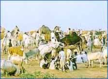 Dadri Mela Dadri Mela