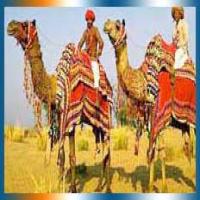 Camel Safari In Jaisalmer
