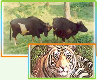Wildlife in Tripura
