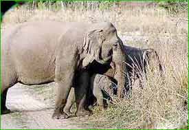 Askot Wildlife Sanctuary Askot Wildlife Sanctuary