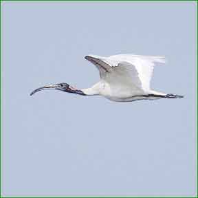 Bhindawas Bird Sanctuary Bhindawas Bird Sanctuary