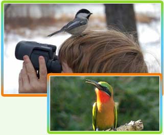 Bird Watching