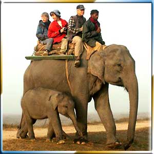 Elephant Safari Tours