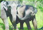Kaundinya Wildlife Sanctuary Kaundinya Wildlife Sanctuary
