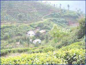 Kotagiri Hills Kotagiri Hills