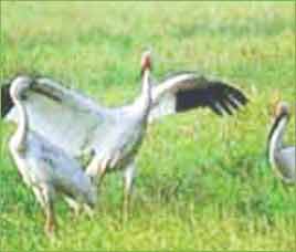 Kunthakulam Bird Sanctuary Kunthakulam Bird Sanctuary