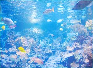 Marine Life Beaches