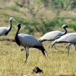 Nandur Madhmeshwar Bird Sanctuary Nandur Madhmeshwar Bird Sanctuary