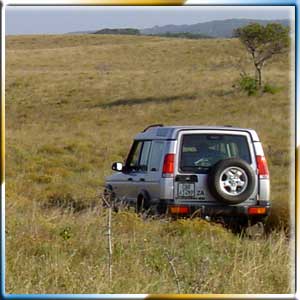 Safari Tours