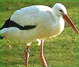 Sultanpur Bird Sanctuary Sultanpur Bird Sanctuary