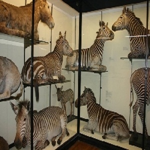 Zoological Museum Zoological Museum
