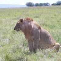 Days Masai Mara Lake Nakuru And Amboseli Camping Safari Tour