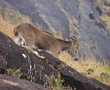 Day S Night Topslip Parambikulam Valparai Tour Holiday