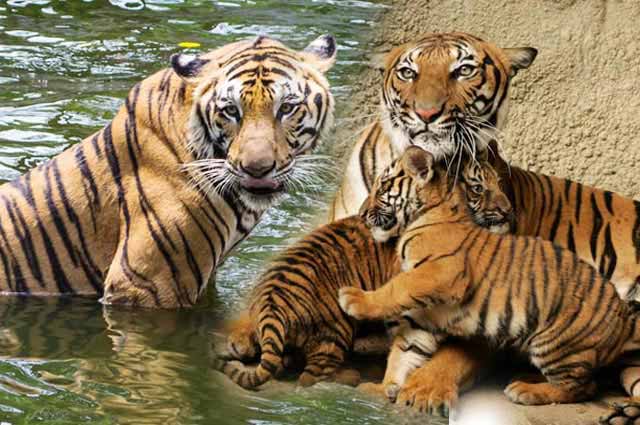 12 Best Tiger Reserves In India