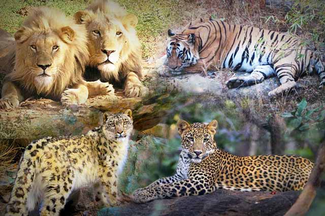 13 Amazing Places to Enjoy Wildlife Safari In India