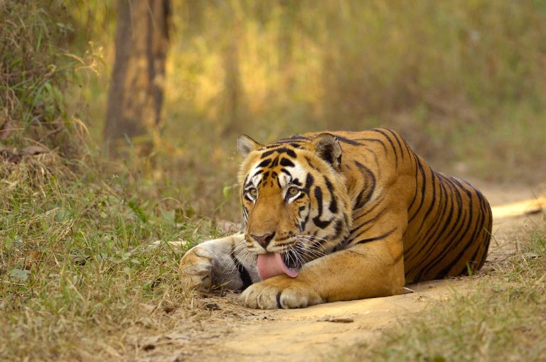 kanha-tiger-reserve