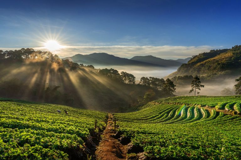 coorg