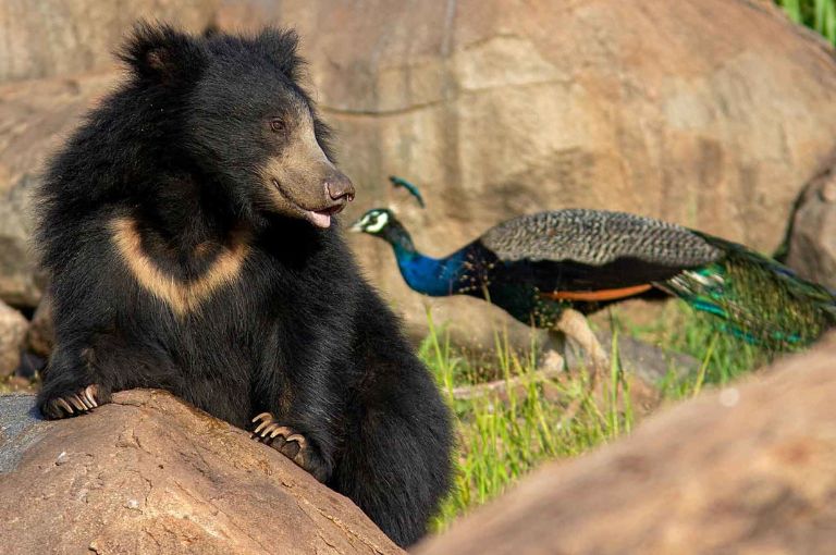 Daroji Bear Sanctuary