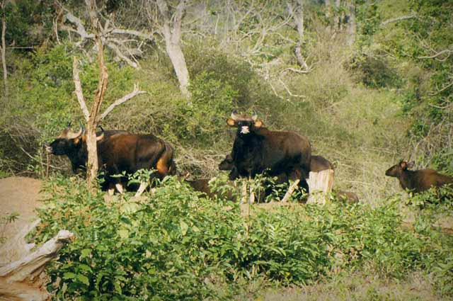 Bandipur National Park - Bandipur Tiger Reserve in Karnataka