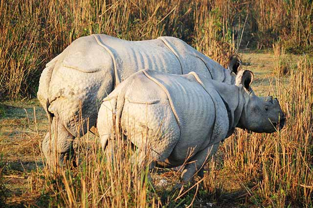 Kaziranga National Park,Kaziranga Wildlife Sanctuary,Kaziranga Rhino Park
