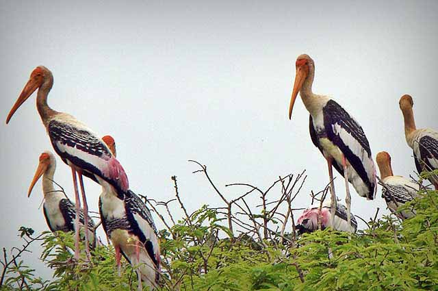 Image result for Visit the wildly sanctuary at Kokkare Bellur Birds Sanctuary