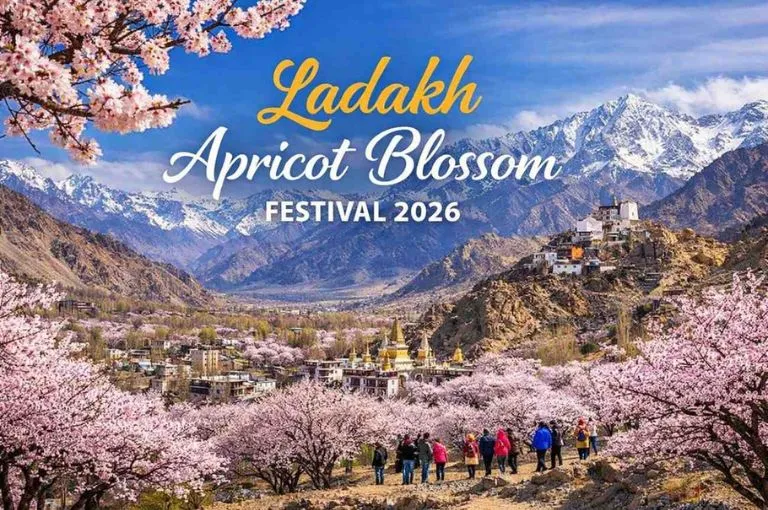 apricot-blossom-ladakh