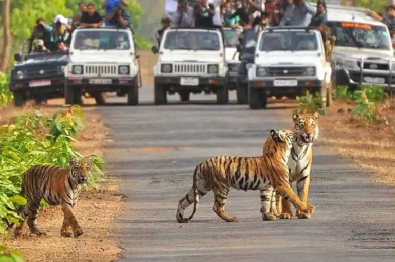 Jim Corbett National Park