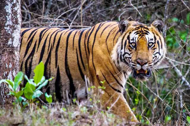 12 Tiger Reserves In India, National Parks in India
