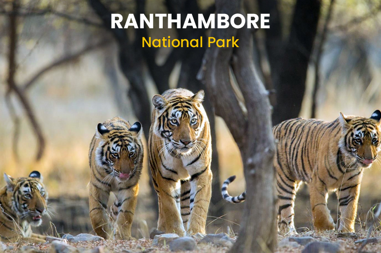 ranthambore-national-park