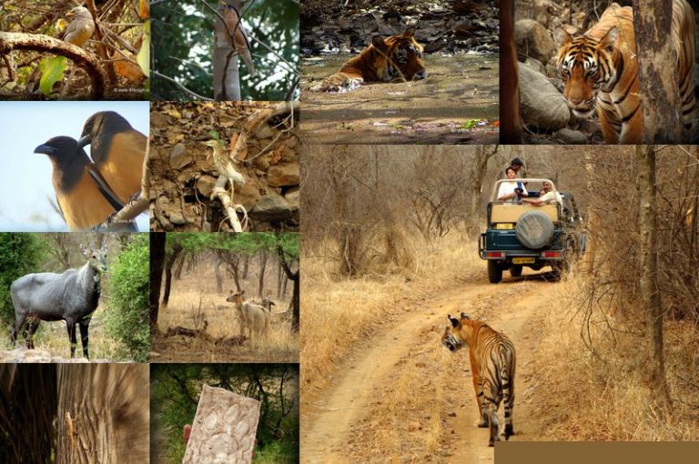 Ranthambore National Park