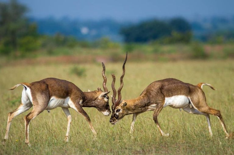 Rollapadu-Wildlife-Sanctuary