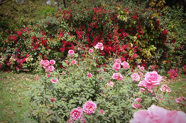 Rose Garden is one of the famous park for couple