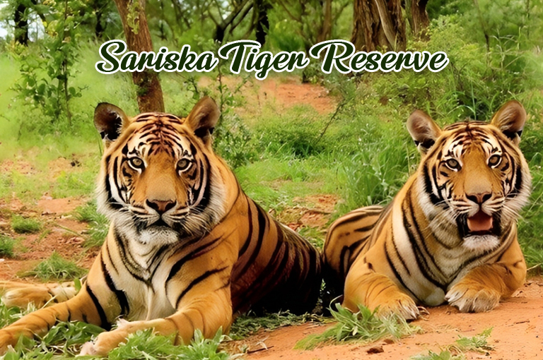 sariska-tiger-reserve