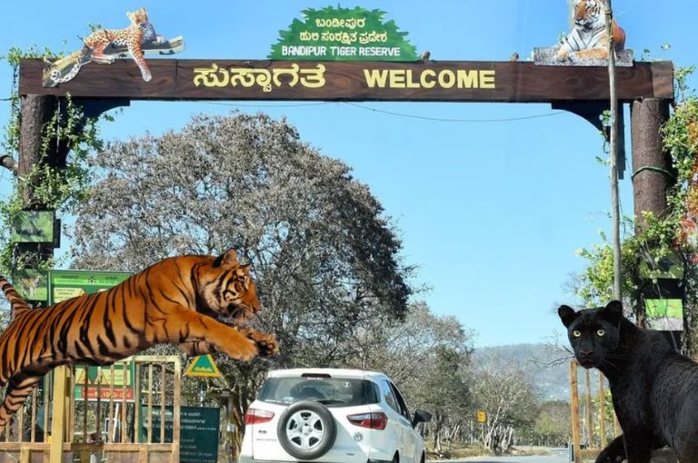 Bandipur National Park