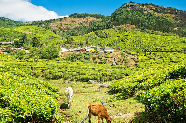 Top 10 Places to Visit in Munnar: A Comprehensive Guide