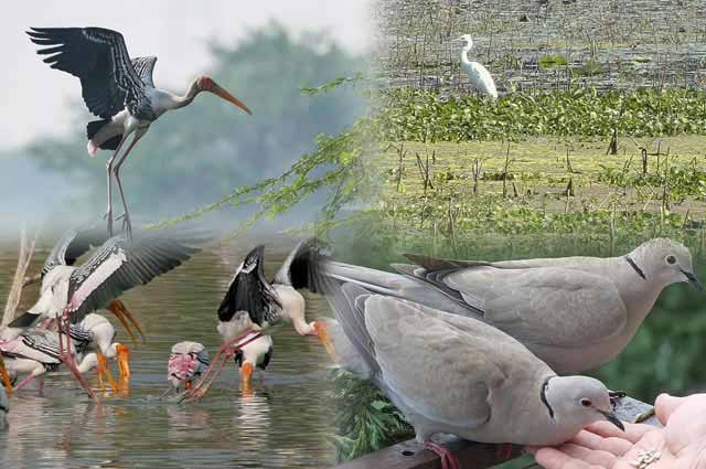 Top 20 Bird Sanctuaries in India