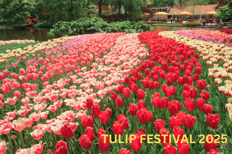 tulip-festival-delhi-2025