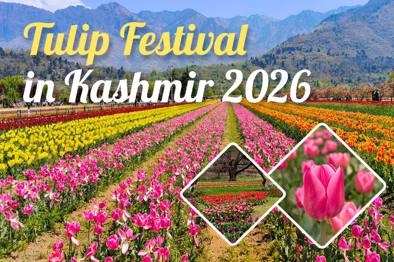 tulip-festival-in-kashmir