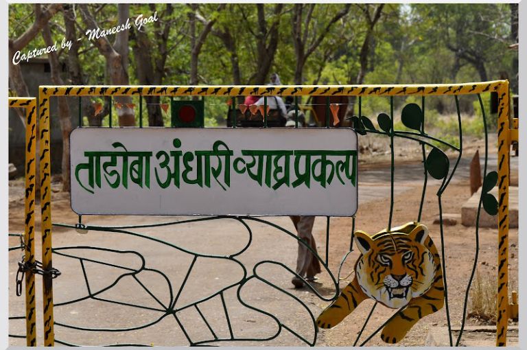 tadoba-andhari-tiger-reserve