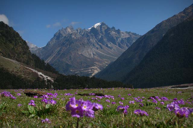 Beautiful Flowers of India,Top 5 Flower Valleys in India