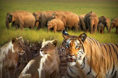 10 Amazing Forests in India You Must Visit