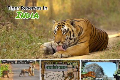11 Famous Tiger Reserves In India For Epic Wildlife Photography in 2025