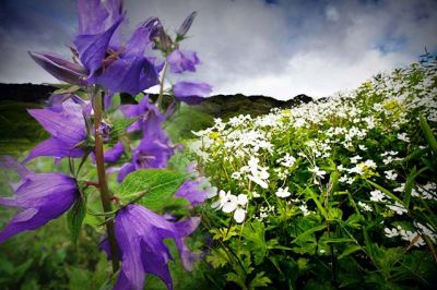 Beautiful Flowers of India - Top 5 Flower Valleys in India