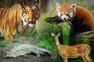 50 Wildlife Sanctuaries In India