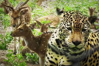 A Small Tour Of Nehru Zoological Park Hyderabad
