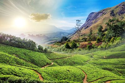 Things To Do In Munnar For A Wonderful Vacation