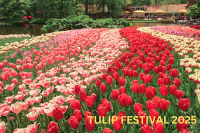 Tulip Festival Delhi 2026: Dates, Timings, Full Details