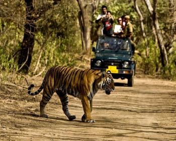 KAziranga Jeep Safari