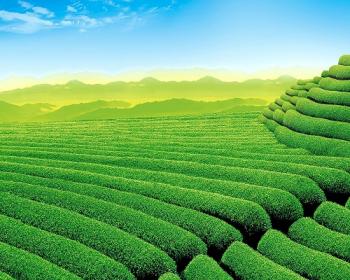 Assam Tea Garden
