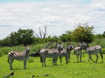 Zebras